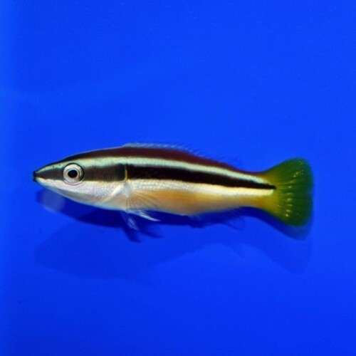 海水魚に関する記事一覧 | 生麦海水魚センターネットショップ