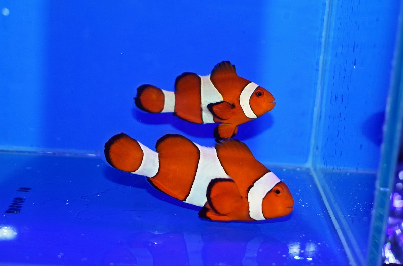 セブ産カクレクマノミpr B | 生麦海水魚センターネットショップ