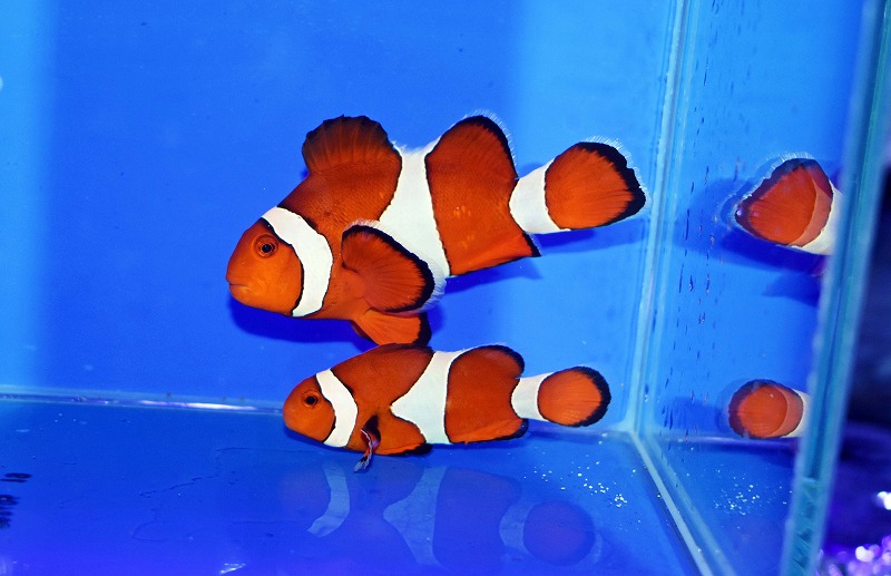 セブ産カクレクマノミpr C | 生麦海水魚センターネットショップ