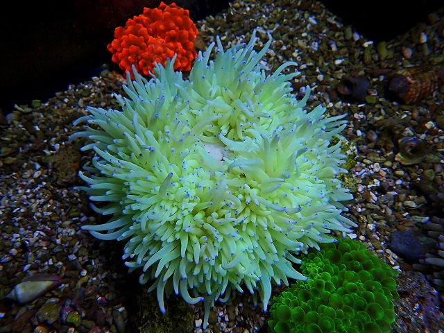 l250803403