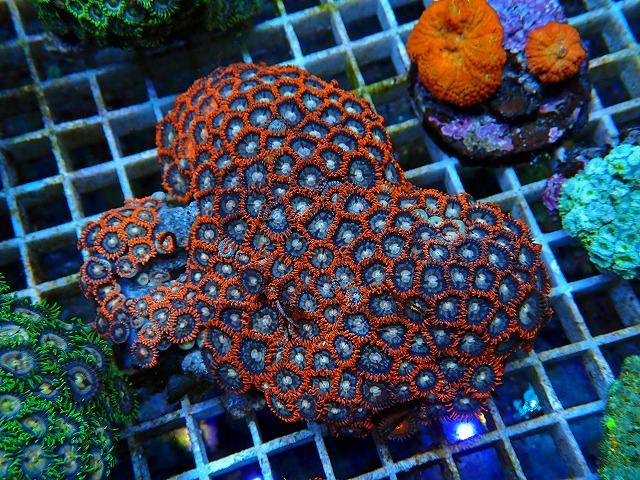 l250809404