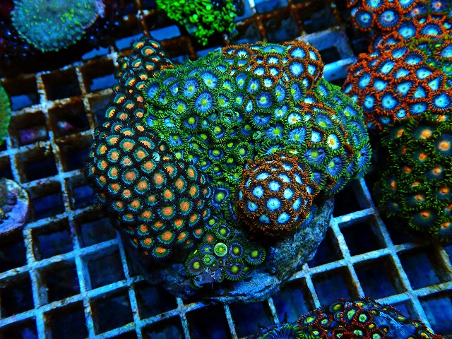 l250809462
