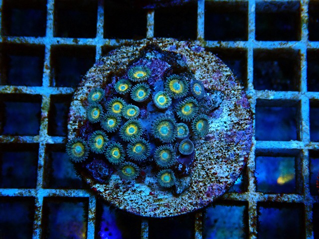 l250809465