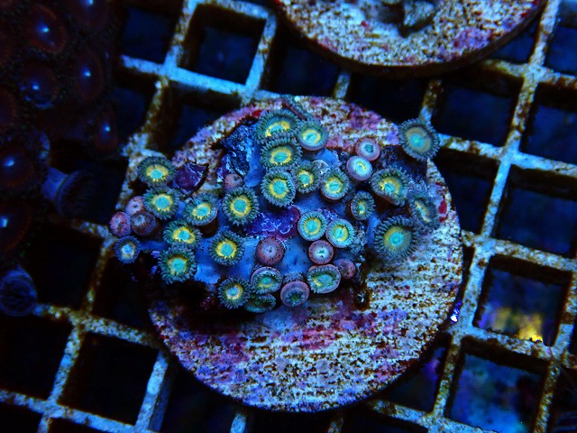 l250809466