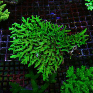 s250809012