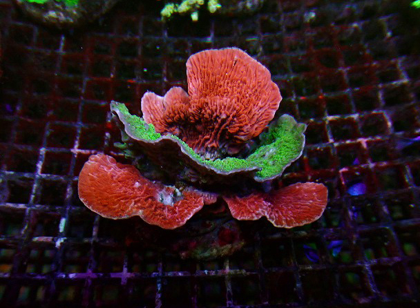 s250809028