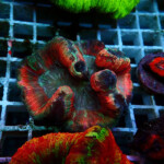 特価】インドネシア産オオバナサンゴF | 生麦海水魚センター