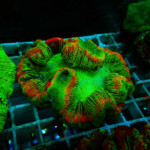 オオバナサンゴ オオバナサンゴ｜サンゴ通販なら大阪の専門店 Coralmonster