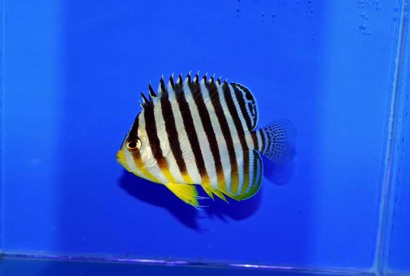 c250904304