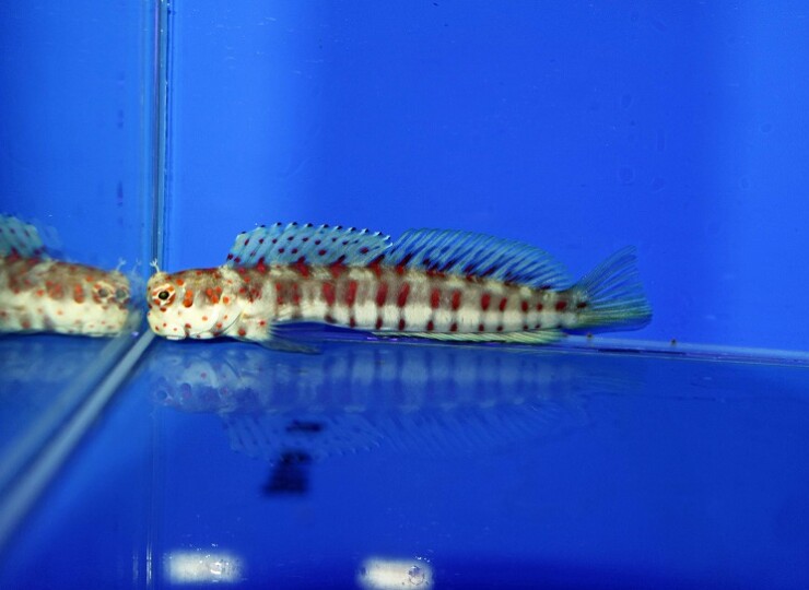 c250911308
