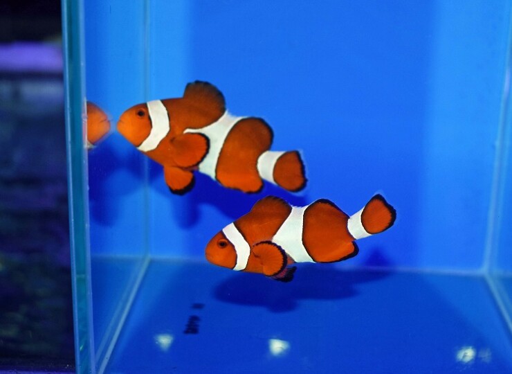 カクレクマノミ セブ/カクレクマノミ ワイルドペア | Mサイズ - REEF-TRIGGER