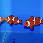 クマノミ セブ産カクレクマノミpr B | 生麦海水魚センターネットショップ