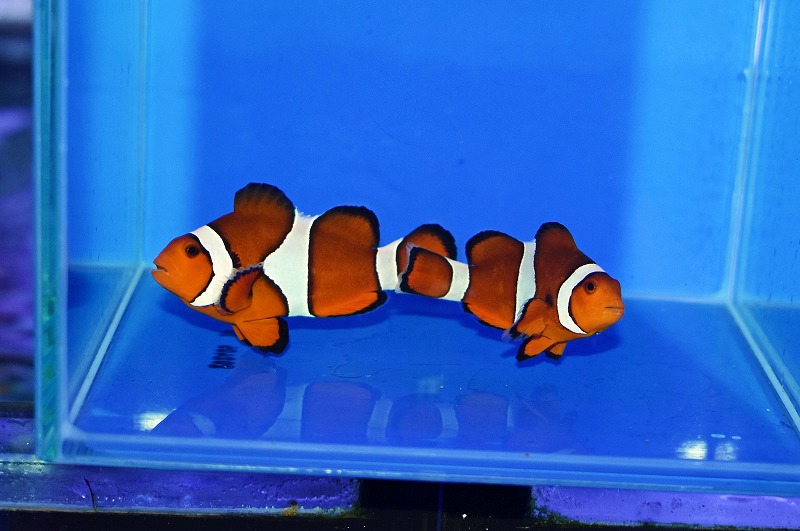 セブ産カクレクマノミpr C | 生麦海水魚センターネットショップ