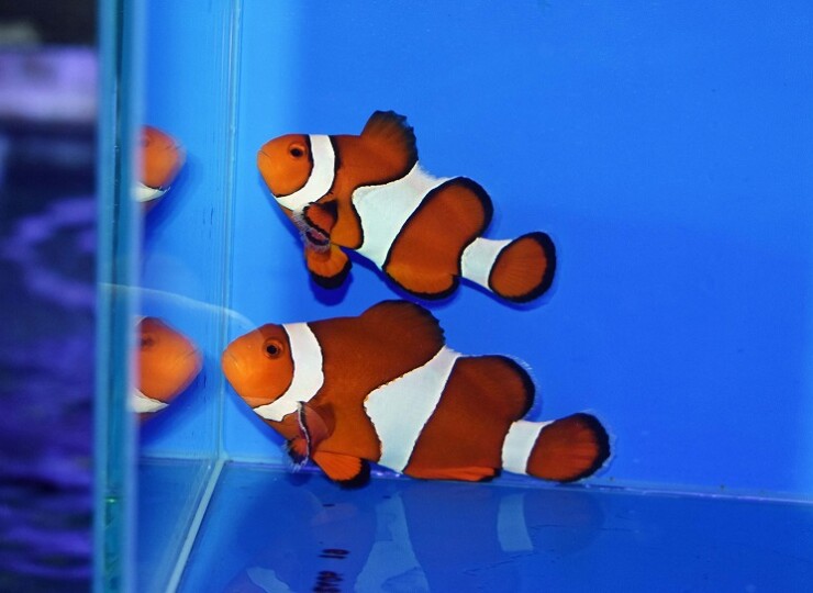セブ産カクレクマノミpr D | 生麦海水魚センターネットショップ