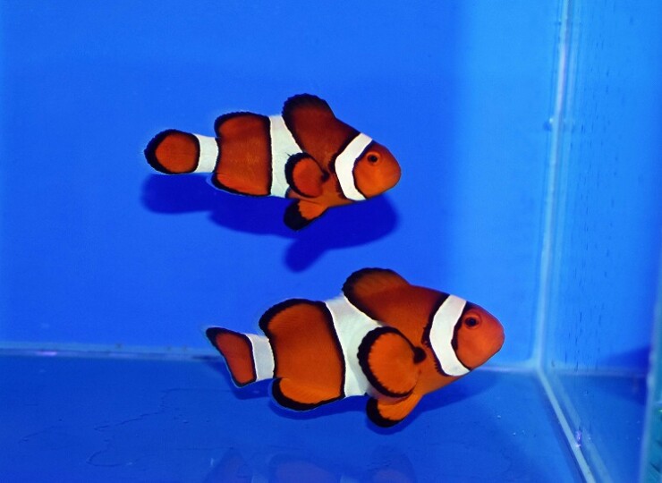 カクレクマノミ LEDクリスタルグロー カクレクマノミ