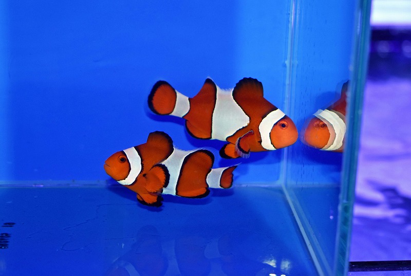 クマノミ Amazon.co.jp: Papo(パポ) クマノミ PVC PA56023 : おもちゃ