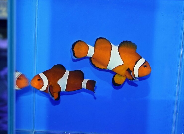 セブ産カクレクマノミpr I | 生麦海水魚センターネットショップ