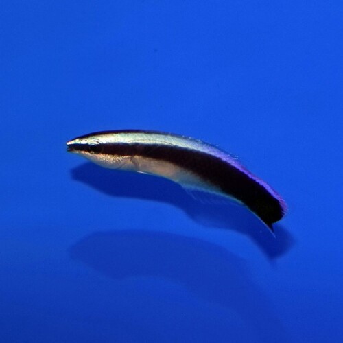 c250911319