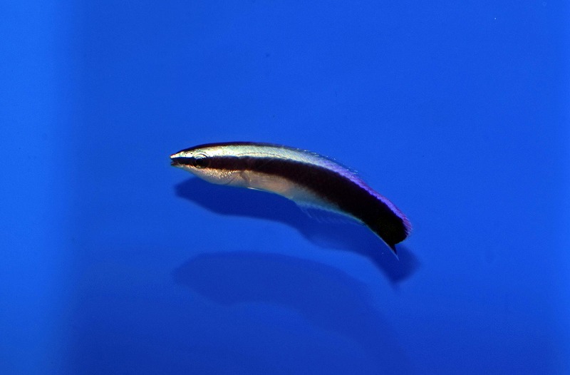 c250911319