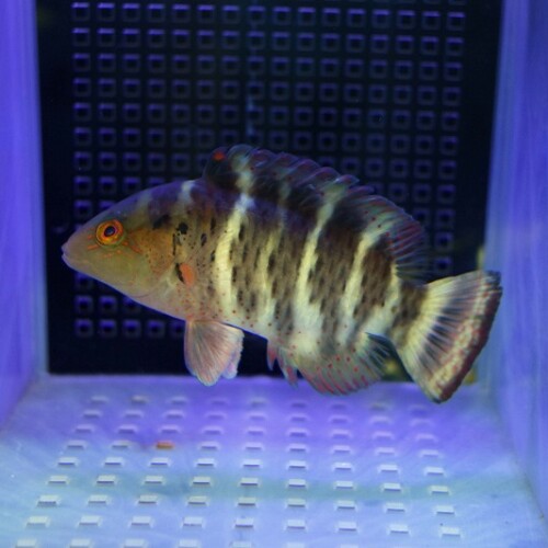 c250911325