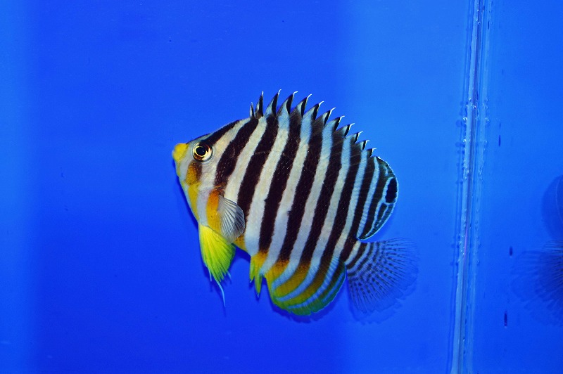 c250912300