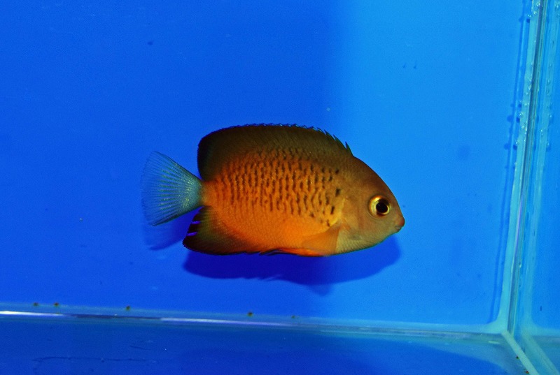 c250912302