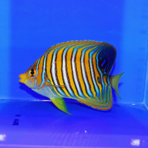 c250912309