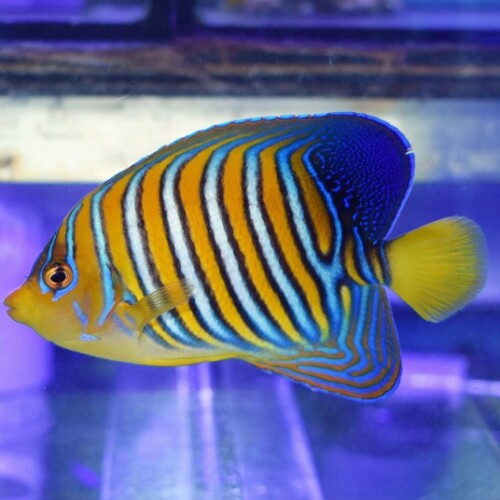 海水魚に関する記事一覧 | 生麦海水魚センターネットショップ