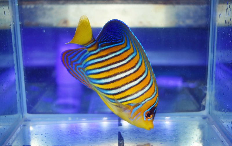 インドニシキヤッコ約11cmイレギュラーバンド現在冷凍シュリンプ爆