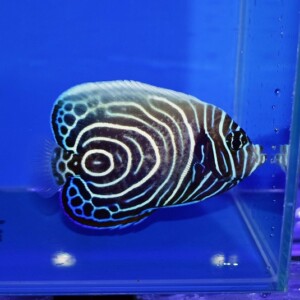 c250919320