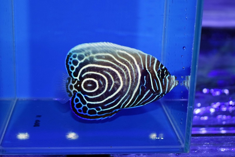 c250919320