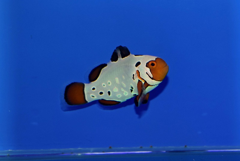 c250922300