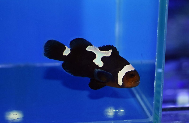 クマノミ ミッドナイトライトニングC | 生麦海水魚センターネットショップ