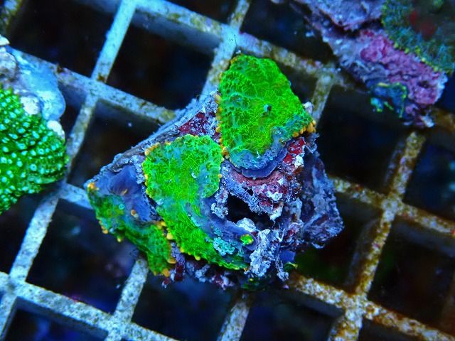 サンゴ）フラグサンゴ インドネシア産 ディスクコーラル オレンジ