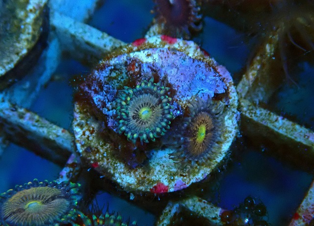 l250905405