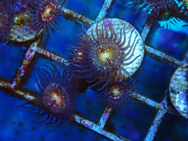 l250905435