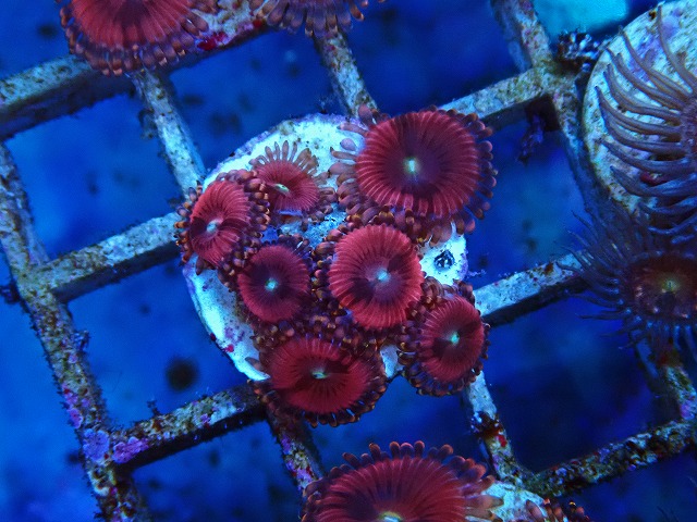 l250905441