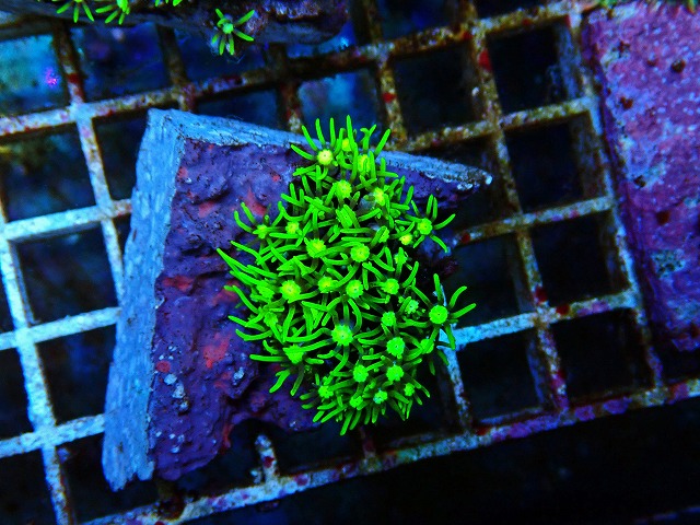 生麦海水魚センターネットショップ | 生麦海水魚センターネット
