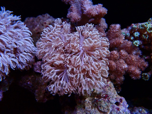 l250912411
