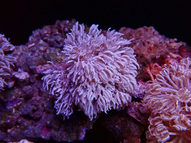 l250912412