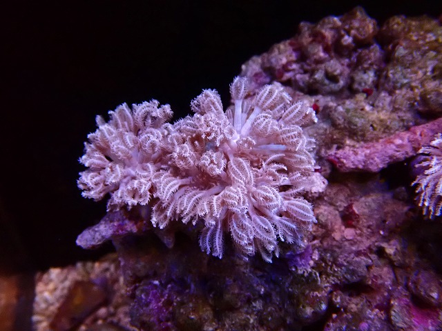 l250912413