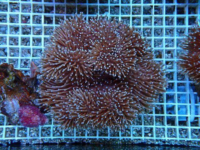 l250913404
