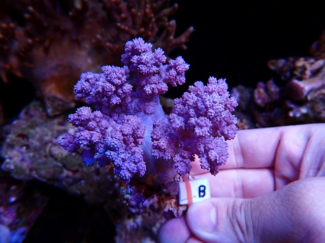 l250913425
