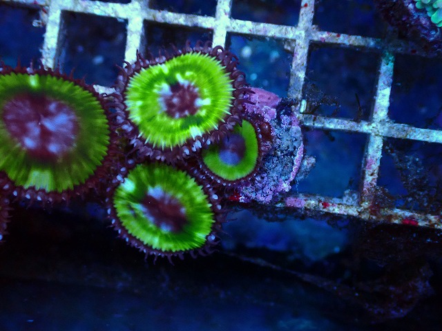 l250921401
