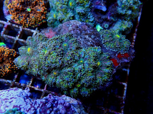 l250921406