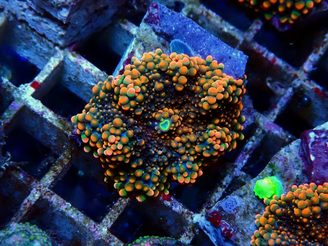 l2509214166