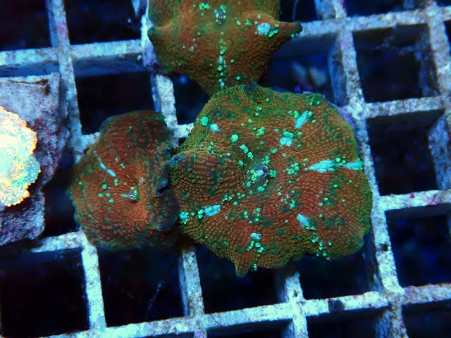 l250921429