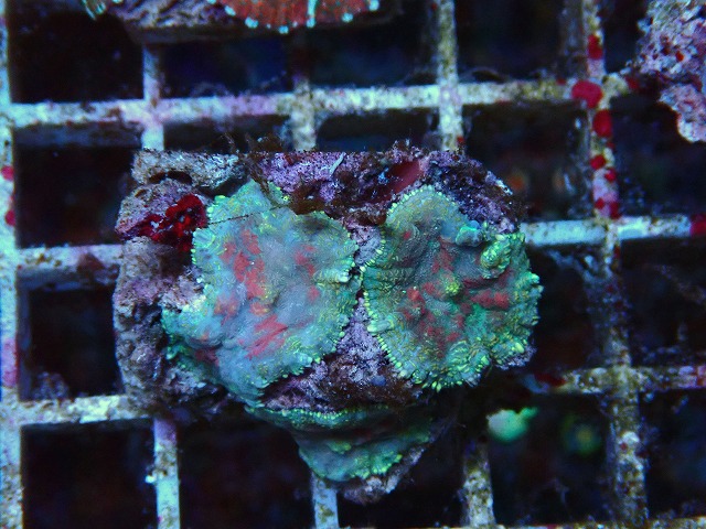 l250921433