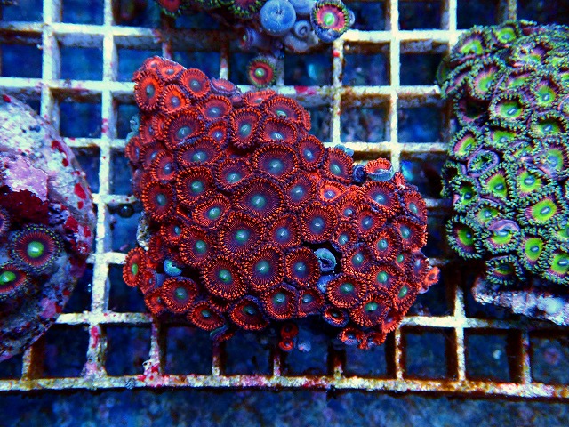 l250921482
