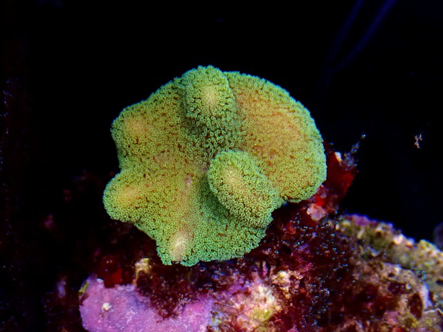 l250925425